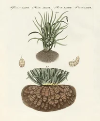 Plantas estranhas