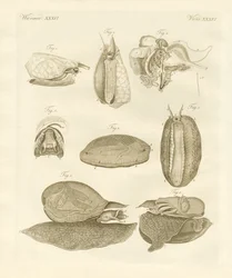 Caracóis marinhos estranhos (gravura colorida)