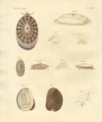Caracóis estranhos (gravura colorida)