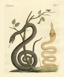Cobra estranha