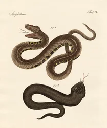 Cobra estranha