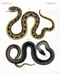 Cobra estranha