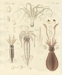 Estranhas formas suaves (gravura colorida)