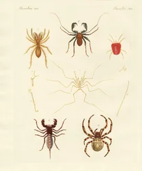 Aranhas estranhas (gravação colorida)