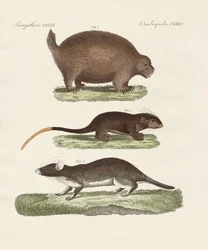 Estranhos animais espinhosos (gravura colorida)