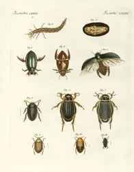Escaravelhos de natação estranhos (gravura colorida)
