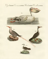 Estranhas aves de natação (gravura colorida)