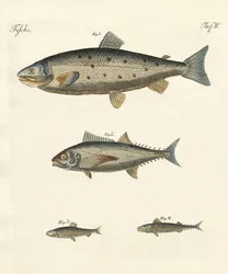 Peixe comercial estranho