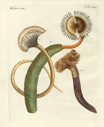 Vermes estranhos (gravura colorida)