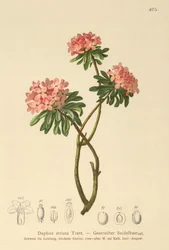 Daphne estriado (Daphne striata)