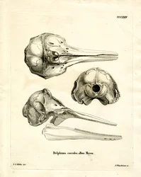 Crânio de Golfinho Riscado (gravura colorida)