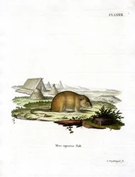 Rato de campo listrado (gravação a cores)