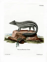 Skunk listrado (gravação a cores)