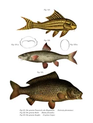 Suckermouth Catfish (cor litho)
