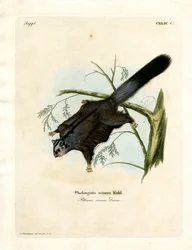 Esquilo de açúcar (gravura colorida)