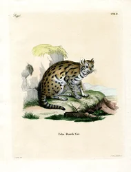 Sunda Clouded Leopard (gravura colorida)