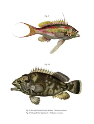 Perca-do-mar-de-cauda-de-andorinha