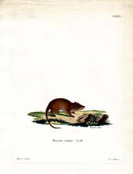 Pântano Antechinus (gravura colorida)