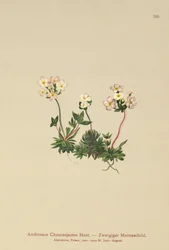 Sweetflower Rockjasmine (Androsace Chamaejasme)