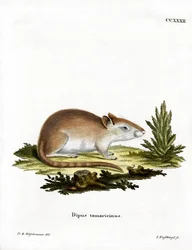 Tamarisk Jird (gravura colorida)