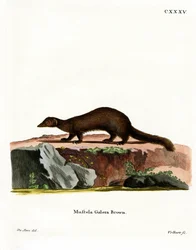Tayra (gravação a cores)