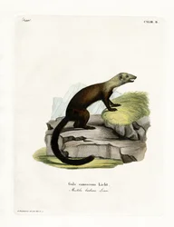 Tayra (gravação a cores)