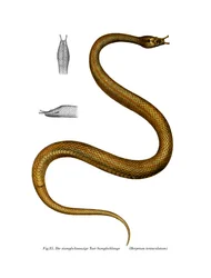 Tentacle Snake (cor litho)