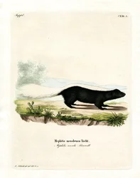 Texan Skunk (gravura colorida)