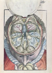 O cérebro, de Ophthalmodouleia por Georg Bartisch (1535-1636), publicado em Dresden em 1583 (xilogravura colorida)