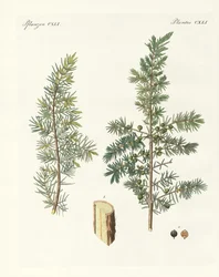 O zimbro comum (gravura colorida)