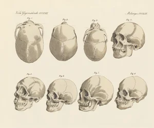 Os crânios das cinco raças humanas (gravura colorida)