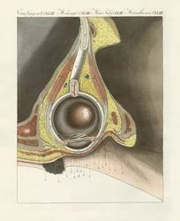 O órgão facial ilustrado através do olho humano (gravura colorida)