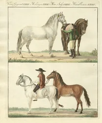 O cavalo com os seus diferentes tipos (gravura colorida)