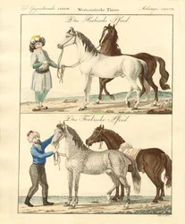 O cavalo com os seus diferentes tipos (gravura colorida)
