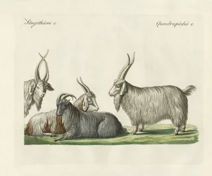 As cabras kashmir introduzidas em França (gravura a cores)