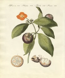 A árvore do mangostão (gravura colorida)