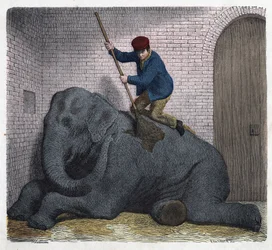 A casa de banho matinal do elefante Lilli. Em "Wenn Jemand eine Reise thut, so kann erzahlen" (Quando alguém viaja, isto é o que ele pode dizer), conto alemão de Franz Wiedemann