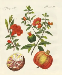 A romã