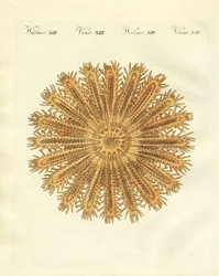 A estrela do mar em forma de ouriço