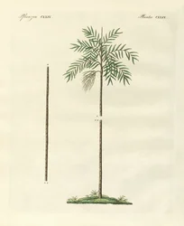 A palma delgada da Nova Irlanda (gravura colorida)