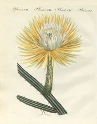 O esplêndido cardo da tocha de flores grandes