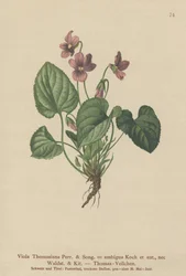Thomas Pansy (Viola Thomasiana, viola ambígua)