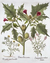 Thorn Apple, Germander e Purple Toadflax, de Hortus Eystettensis, de Basil Besler (1561-1629), pub. 1613 (gravura colorida à mão)