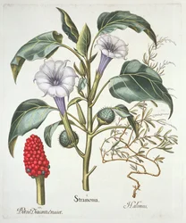 Thorn Apple, do Hortus Eystettensis de Basil Besler (1561-1629), pub. 1613 (gravura colorida à mão)