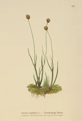 Rush de Três Cascos (Juncus triglumis)