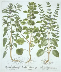 Três tipos de bálsamo, de Hortus Eystettensis, de Basil Besler (1561-1629), pub. 1613 (gravura colorida à mão)