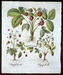 Três variedades de morango, prato 116, de Hortus Eystettensis por Basil Besler (1561-1629) pub em 1613 (gravura colorida à mão)