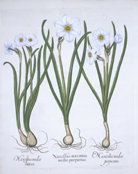 Três narcisos brancos, de Hortus Eystettensis, pelo bar de Basil Besler (1561-1629). 1613 (gravura colorida à mão)
