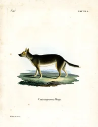 Tibetan Dog (gravura colorida)