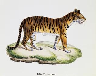 Tigre (Felis tigris), de Mamíferos ilustrados da Natureza com descrições, de Johann Christian Daniel von Schreber (1739-1810), gravura de IC Bock após desenho de A Fleischmann, volume 3, quadro 98 A, Alemanha